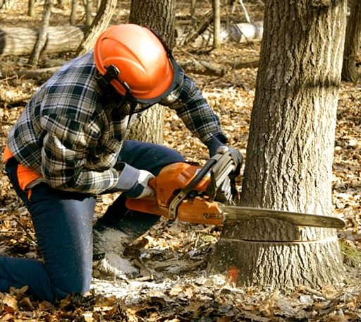 Tree Removal in Jersey City, NJ
